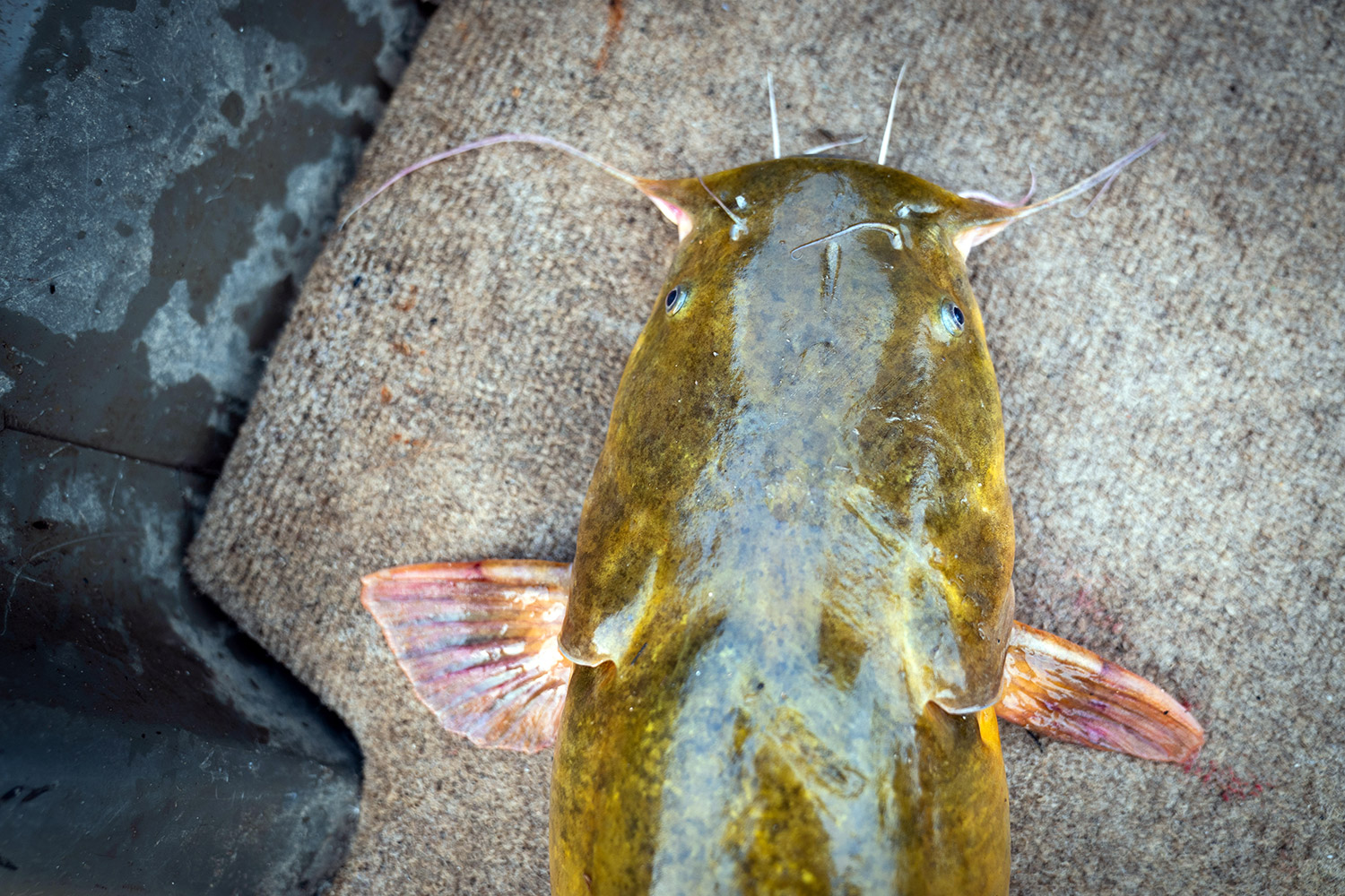 yellow catfish on carpeted boat deck