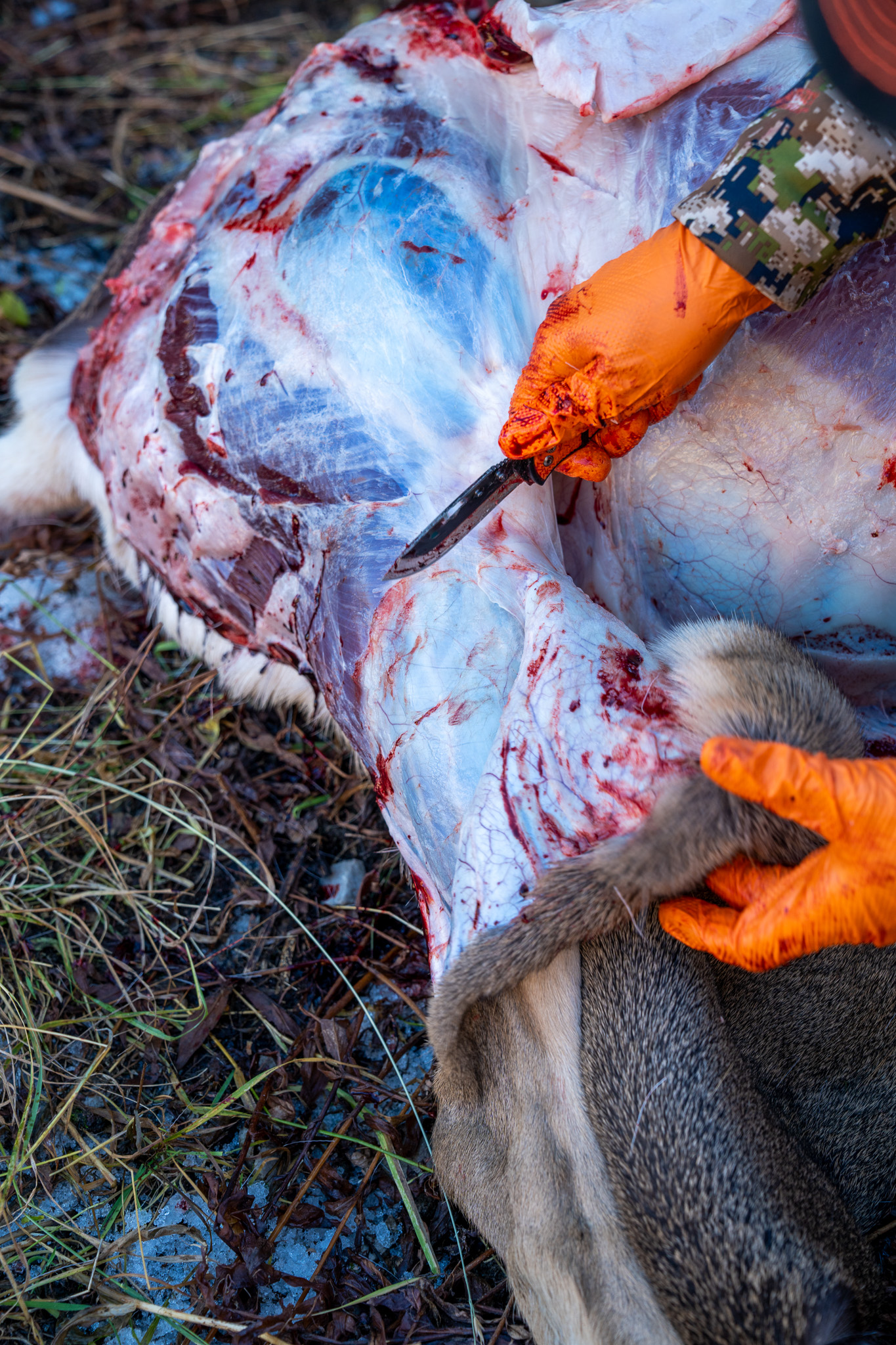 A hunter skins a hindquarter in the field.