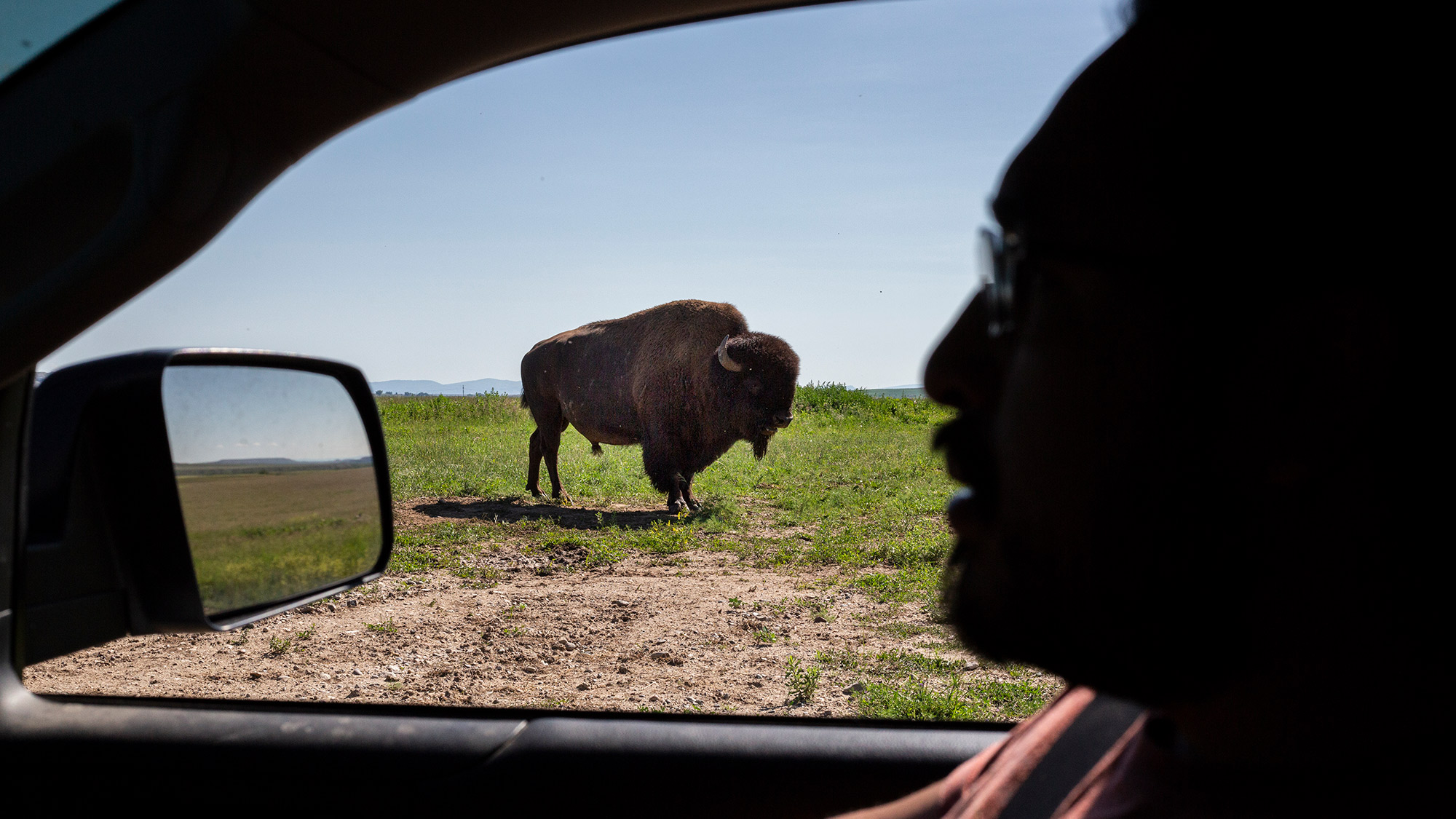 buffalo on prairie as seen through car window