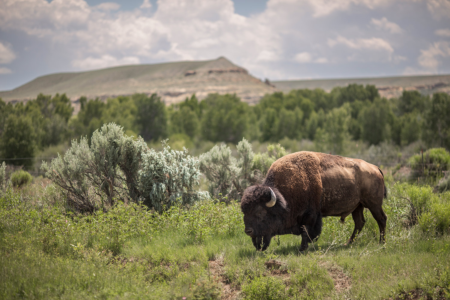 buffalo in prairie and low-shrub landscape