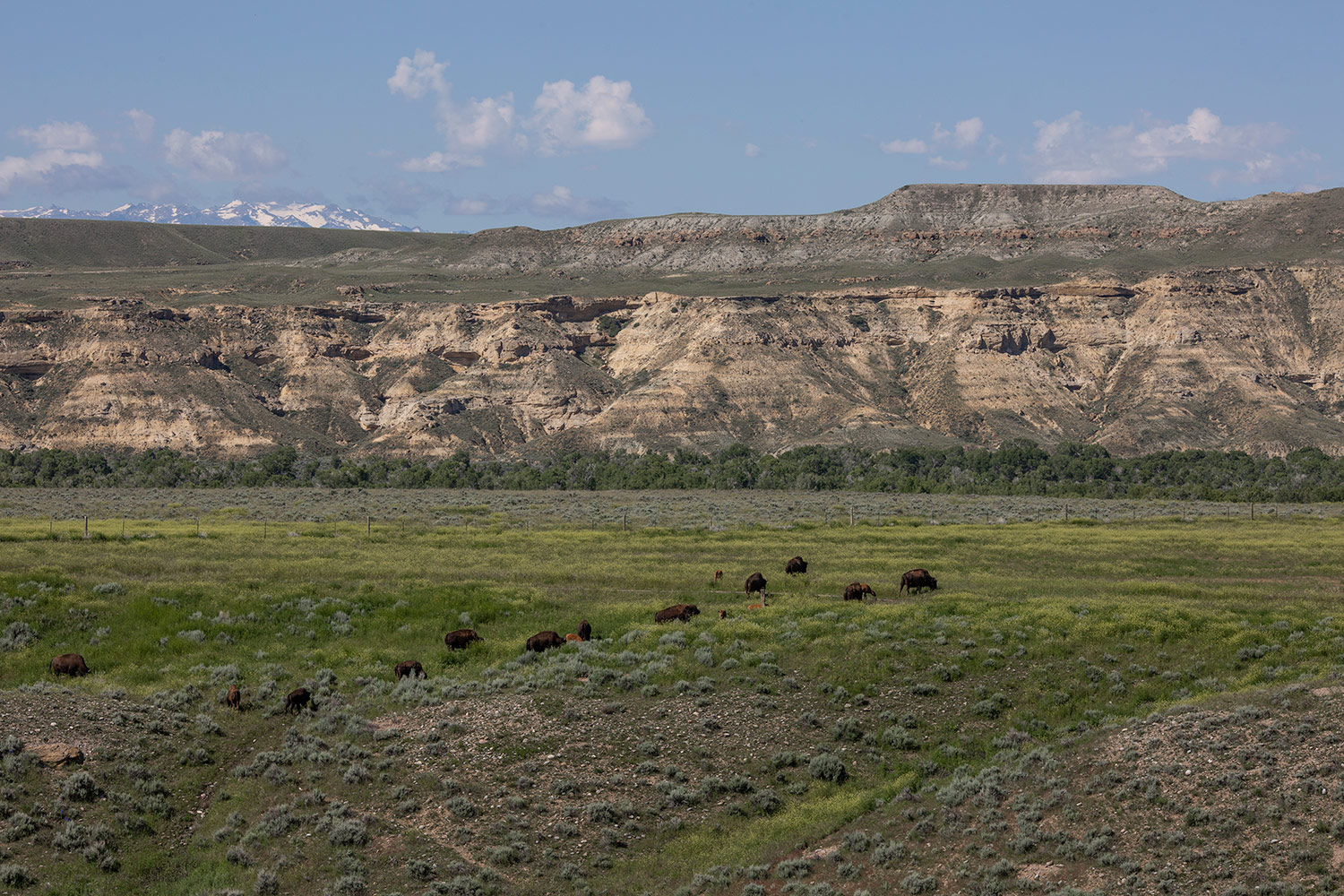 buffalo herd grazes on prairie with cliffs behind them