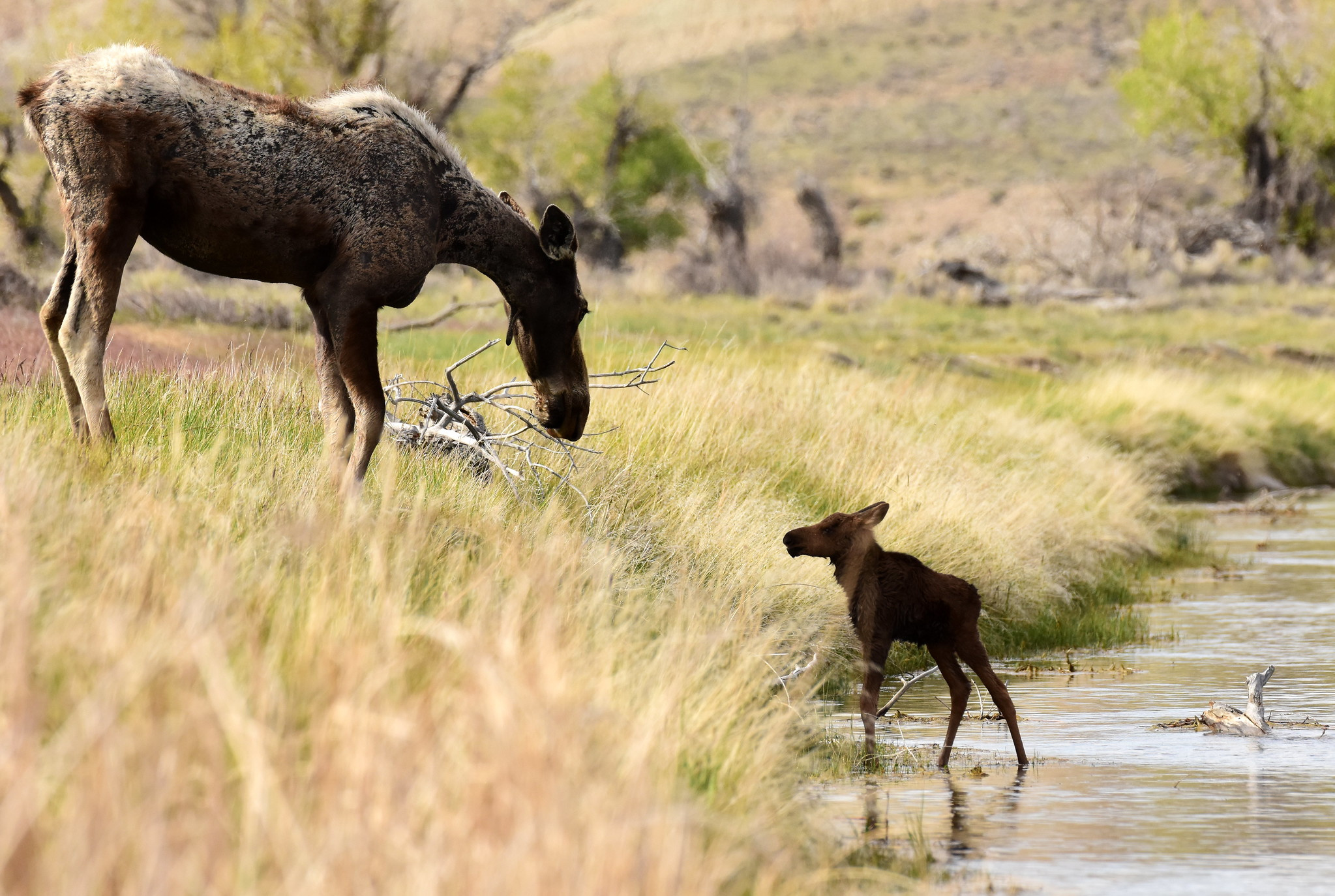 cow moose with calf near water