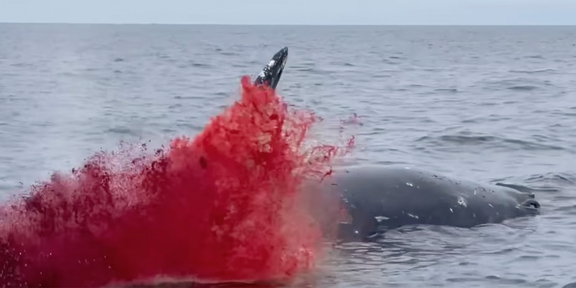 video whale explodes