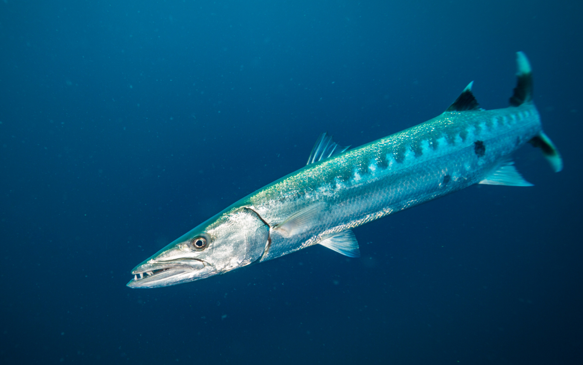 A Connecticut Barracuda Brings Up Questions About “Exotic” Fish