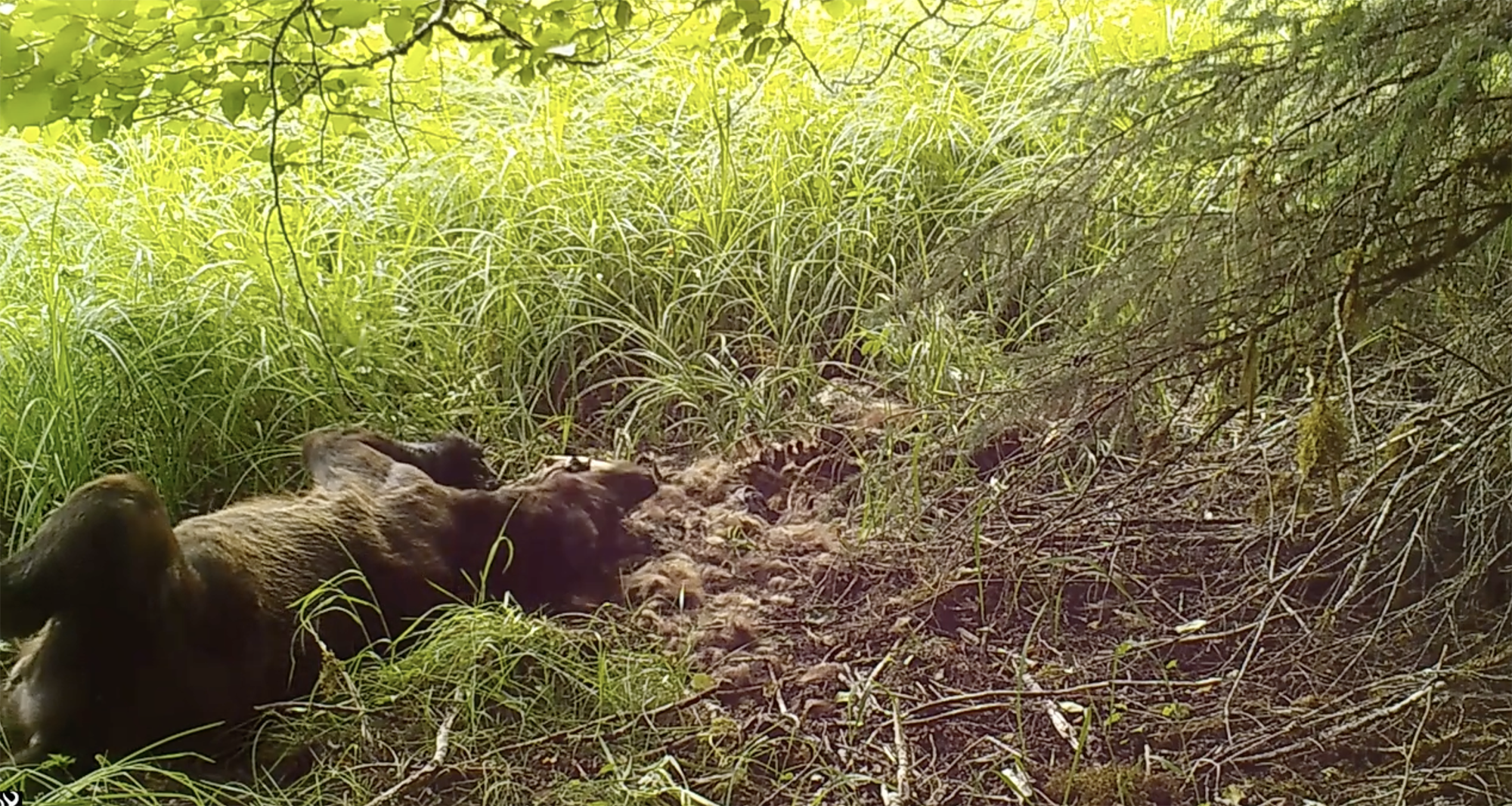 Trail Cam Video: Brown Bear Rolls in a Dead Bear Carcass