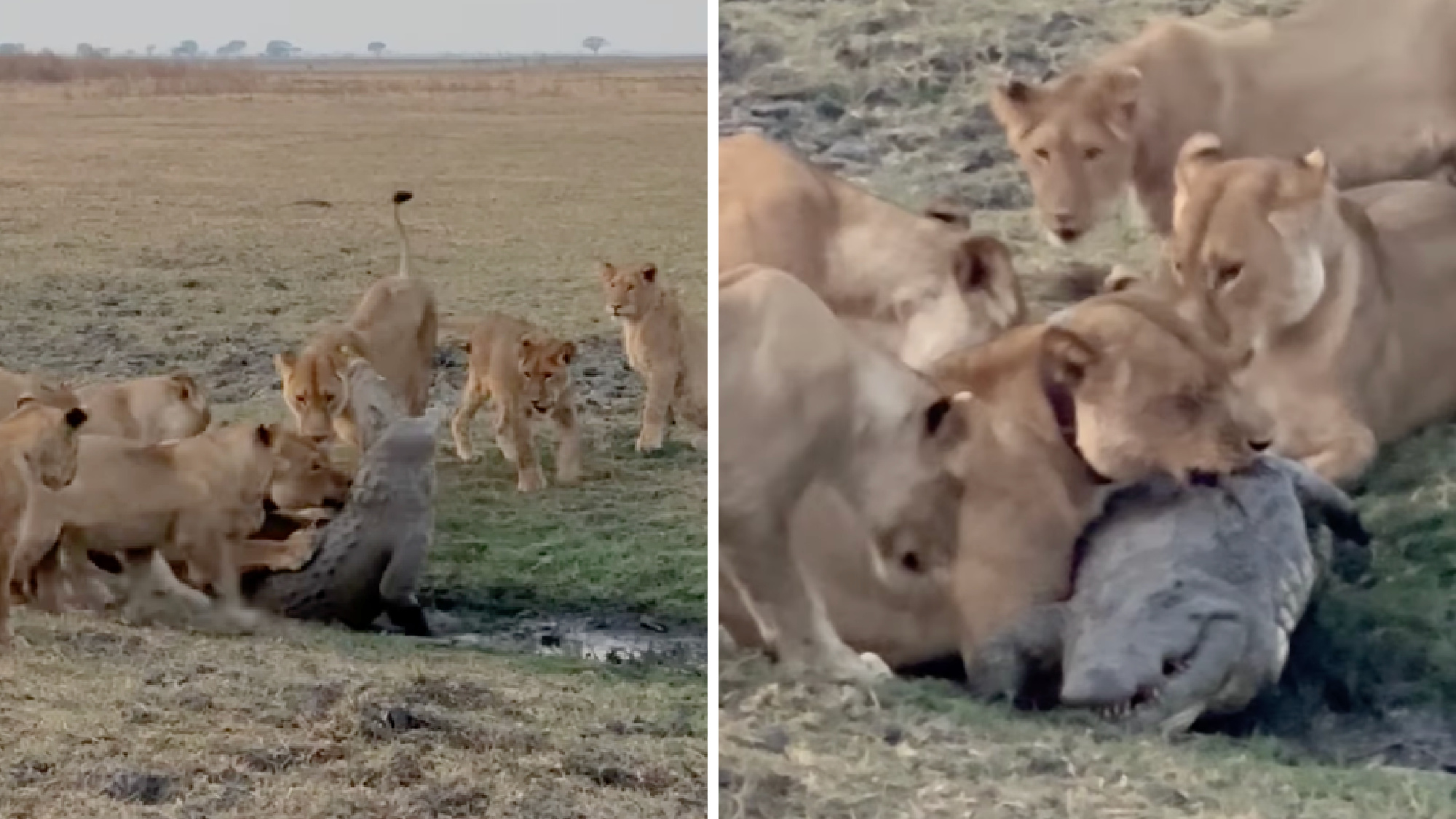 Watch: Pride of Lionesses Wrestle and Kill a Nile Crocodile