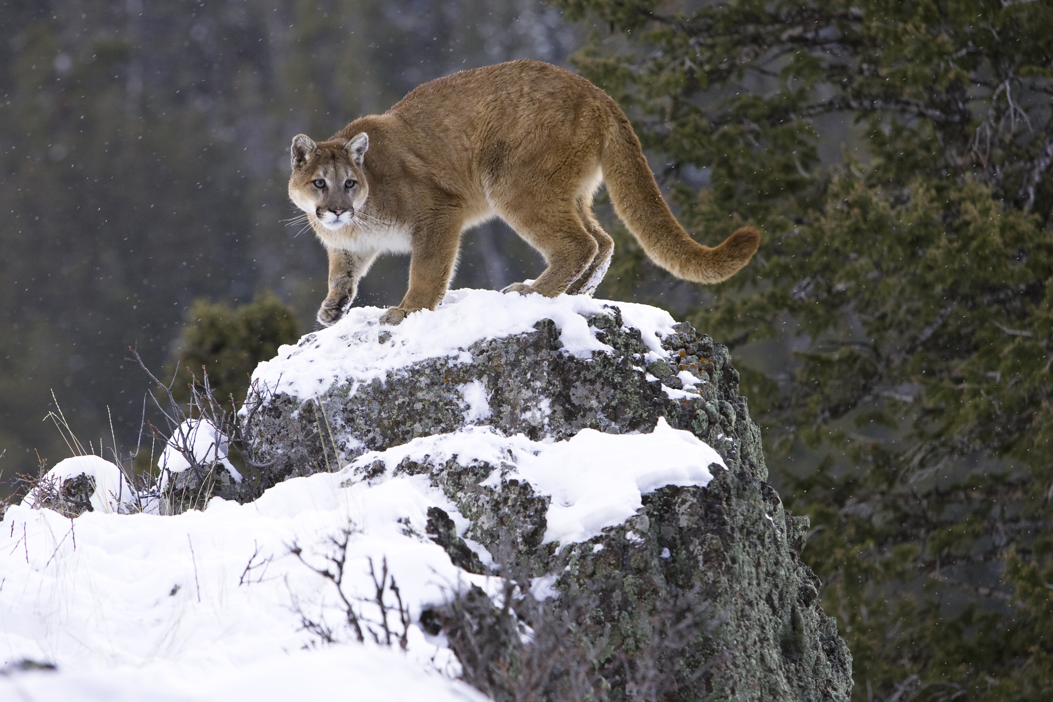 Mountain Lion Hunting Ban Filed in Colorado