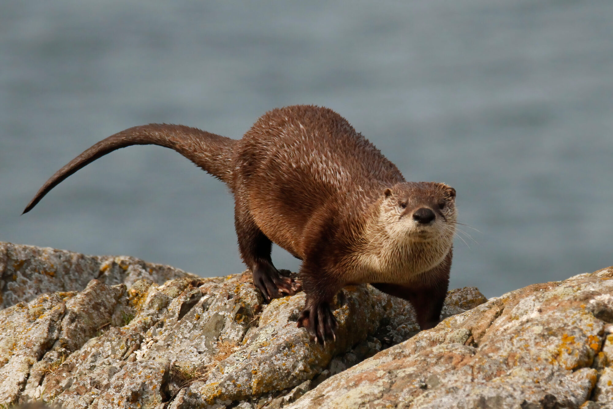 Florida Man Suffers 41 Wounds During Rabid River Otter Attack