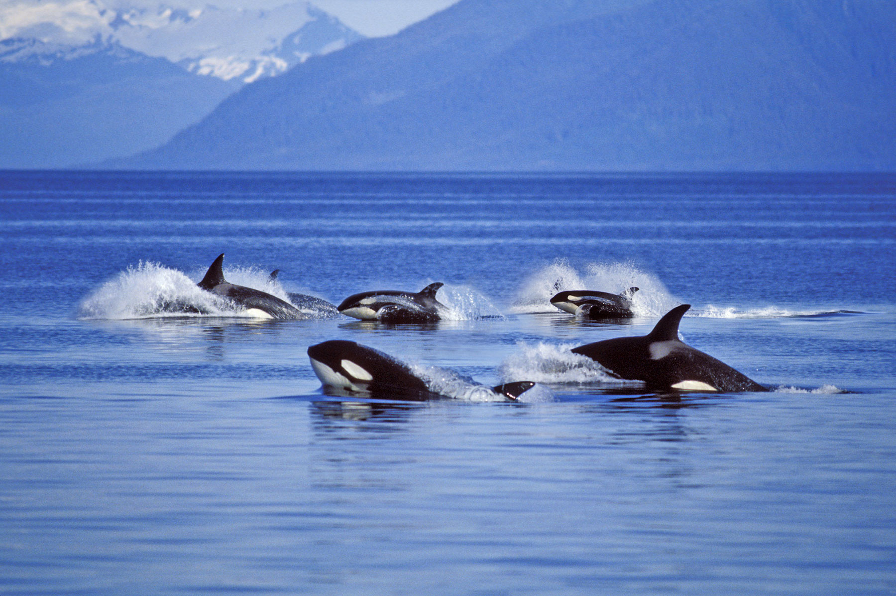 Alaska Trawlers Caught 10 Killer Whales This Year, and Nine of Them Died