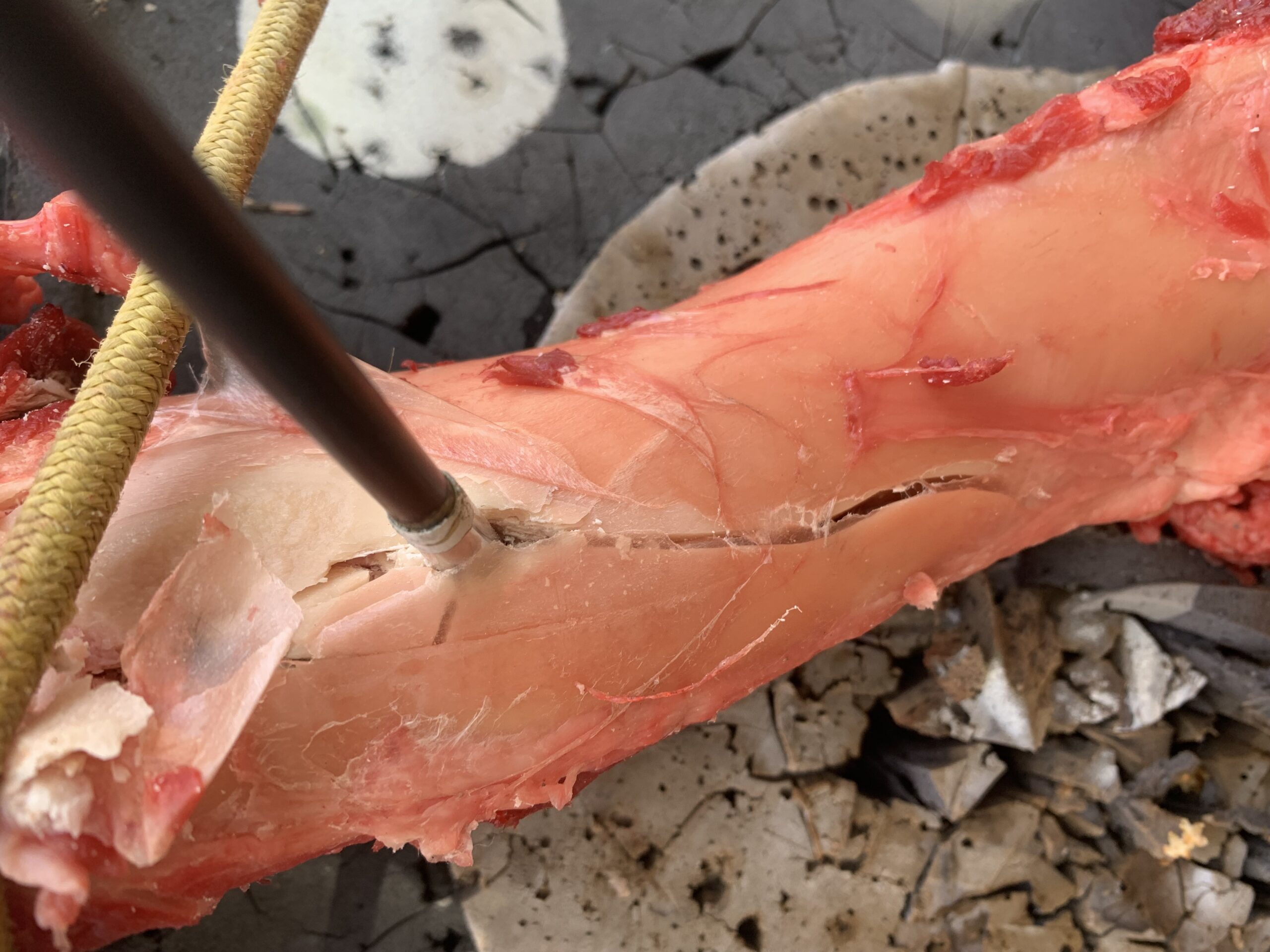 Helix broadhead in moose leg bone