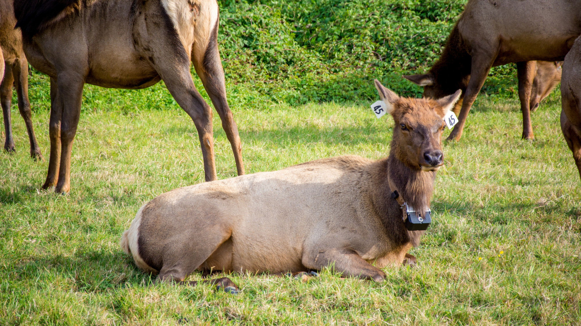 collared roosevelt elk