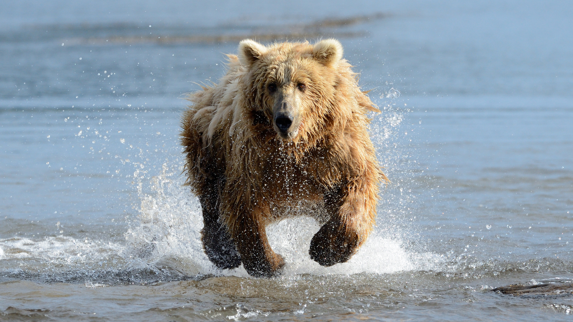 How fast can a bear run?