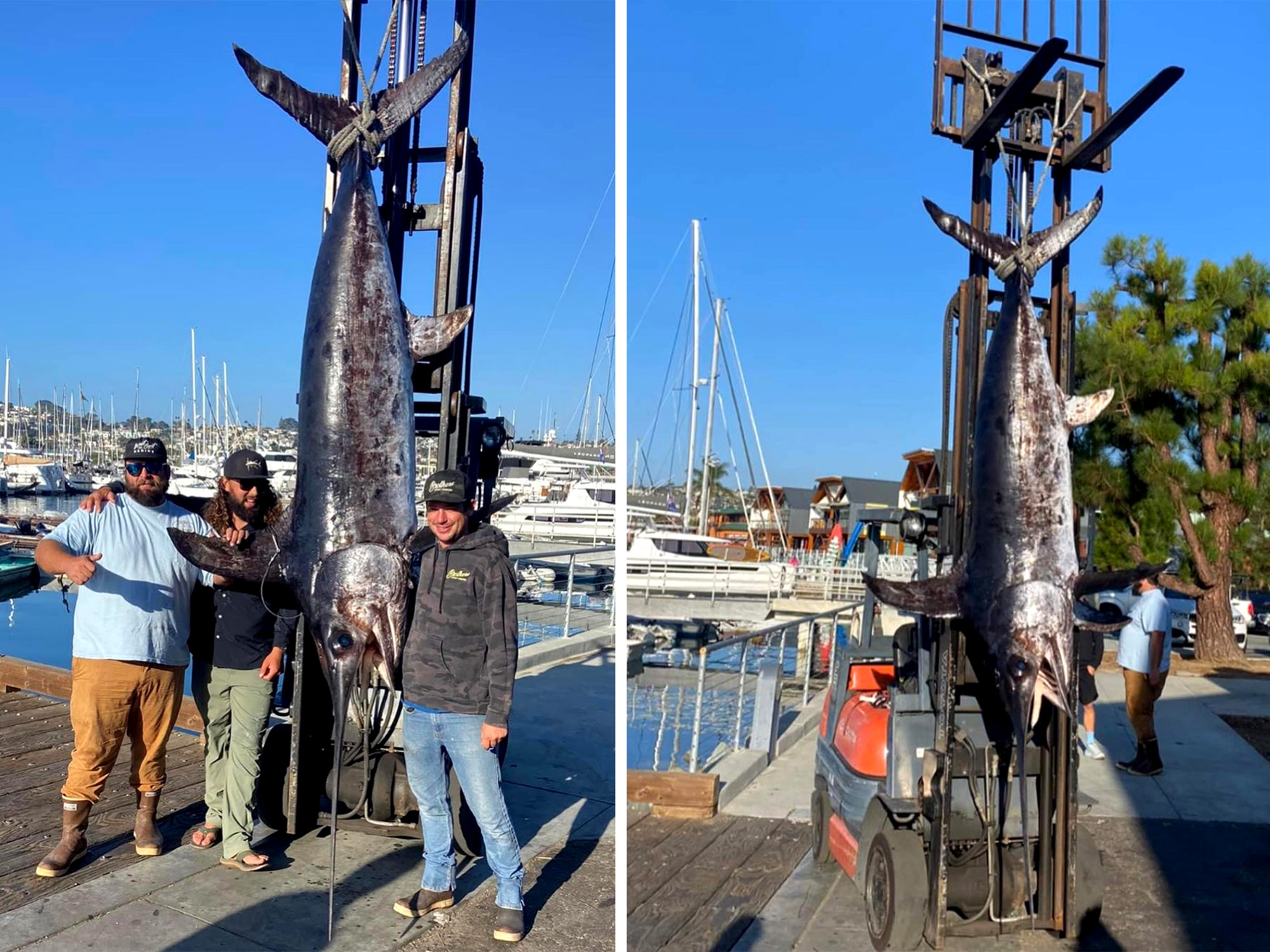 ‘Stars Align’ to Help California Anglers Shatter State Record with 520-Pound Swordfish