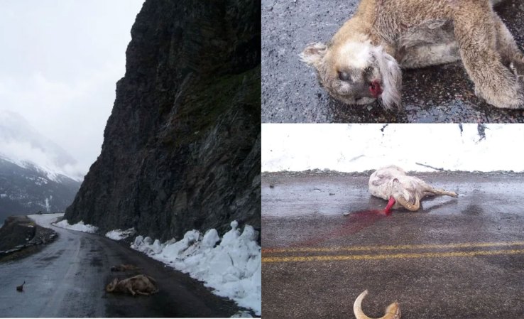 From the Archives: Mountain Lion and Ram Fall to Their Deaths