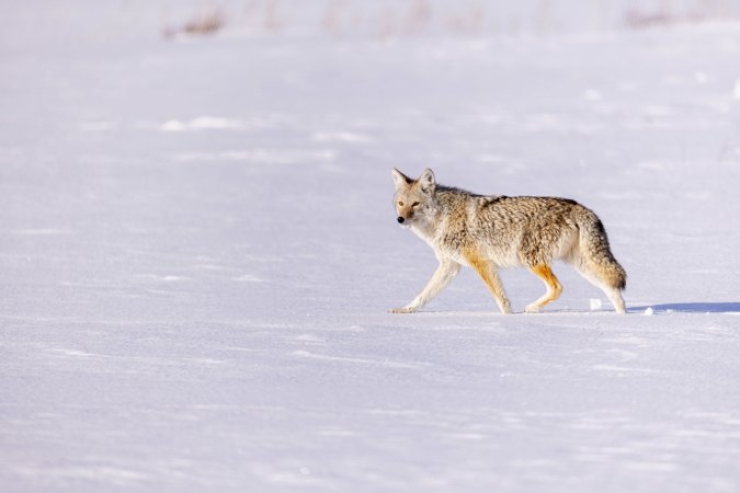 Coyote Tactics: How to Hunt the Coyote Rut