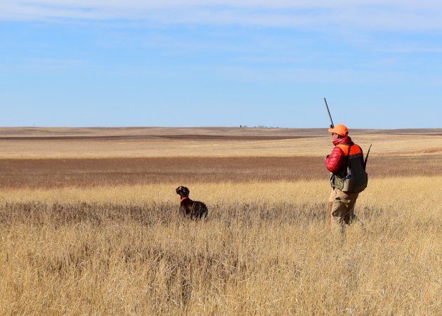 A lone pheasant hunter and his dog work grassy cover under a blue sky.