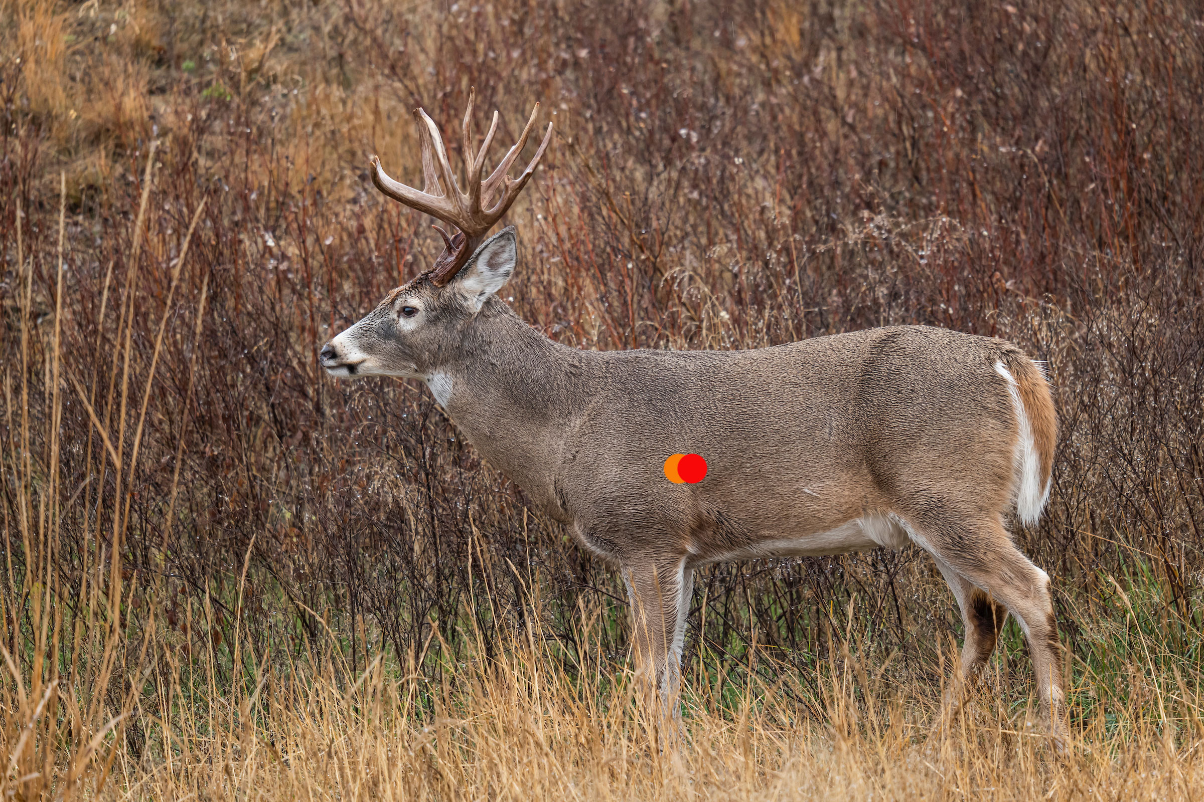 Where To Shoot A Deer Outdoor Life