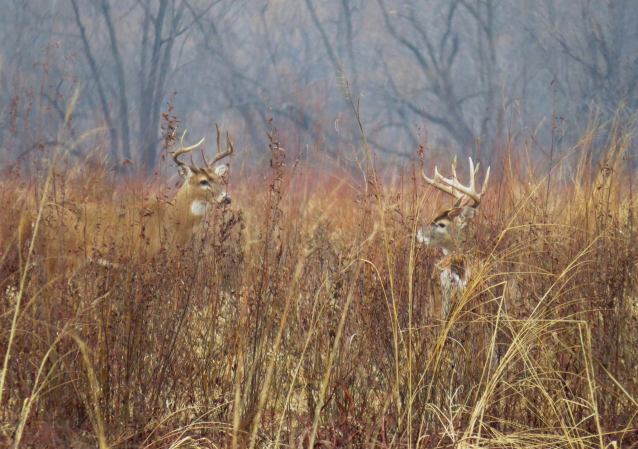 Deer Hunting Tips: How to Really Use a Grunt Call