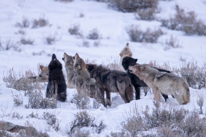 Pack Mentality: Three Proven Wolf-Call Techniques