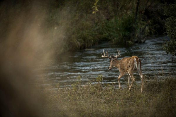 How to Run a River Bottom Deer Drive