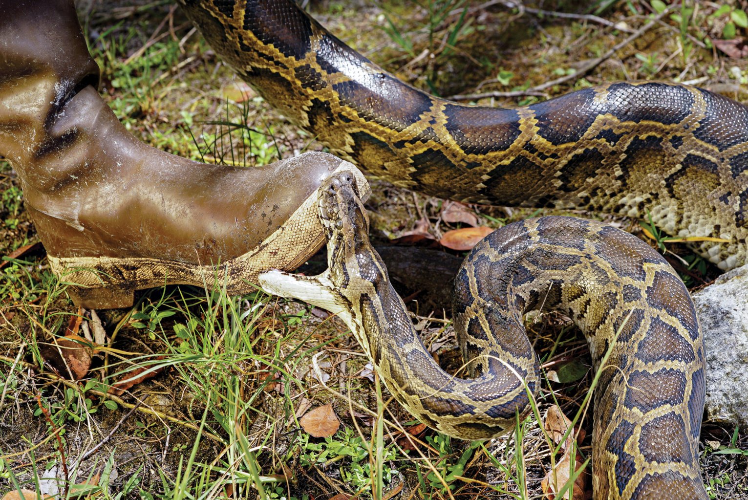 Hunting Pythons in the Everglades | Outdoor Life