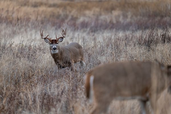 Tips and Tactics for Hunting the Whitetail Rut in the Real World