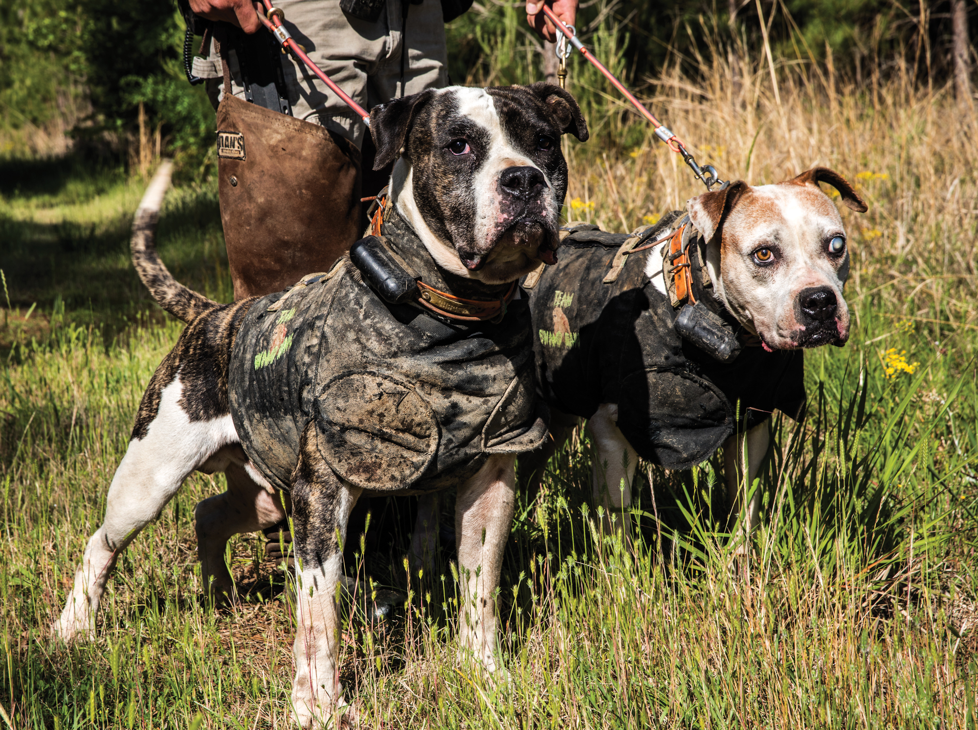 11 Wild Photos of the Hog Hunting Dogs from Alabama | Outdoor Life, image size:2000x1493