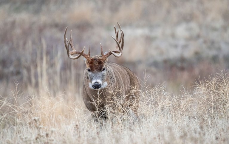 a buck in rut