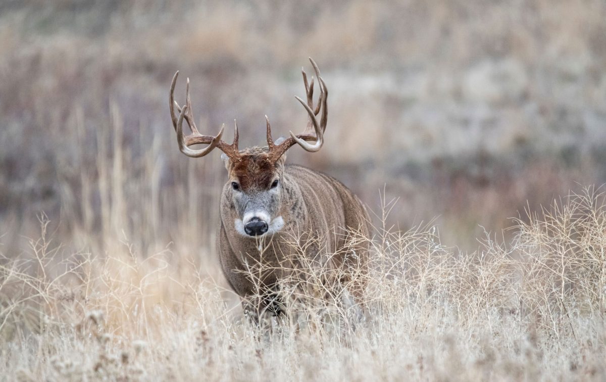 27 Bad Excuses Why You Didn’t Kill a Buck Last Year