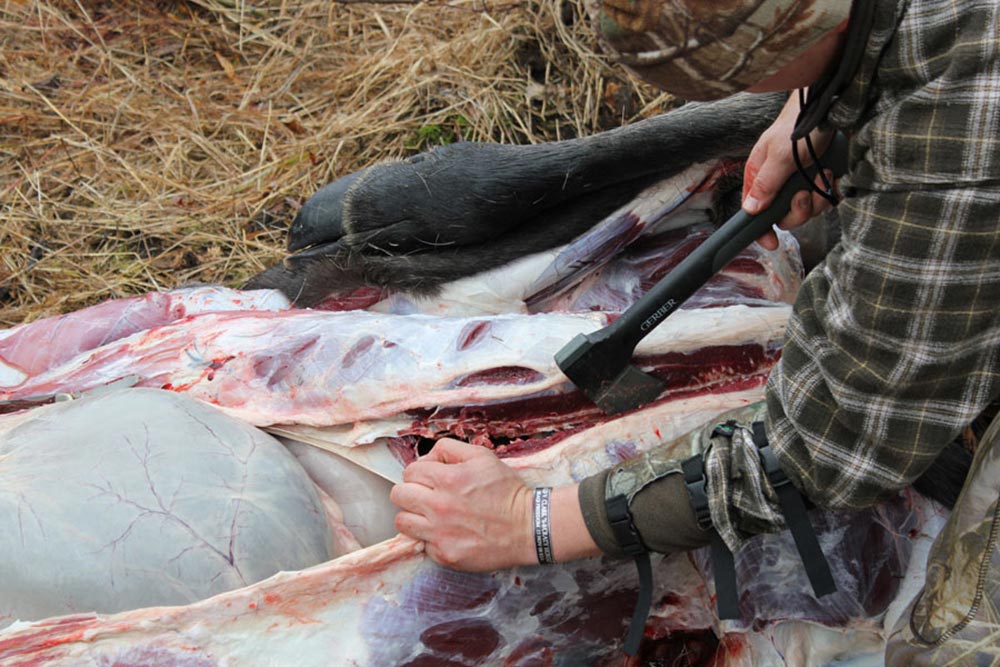 field butchering a moose