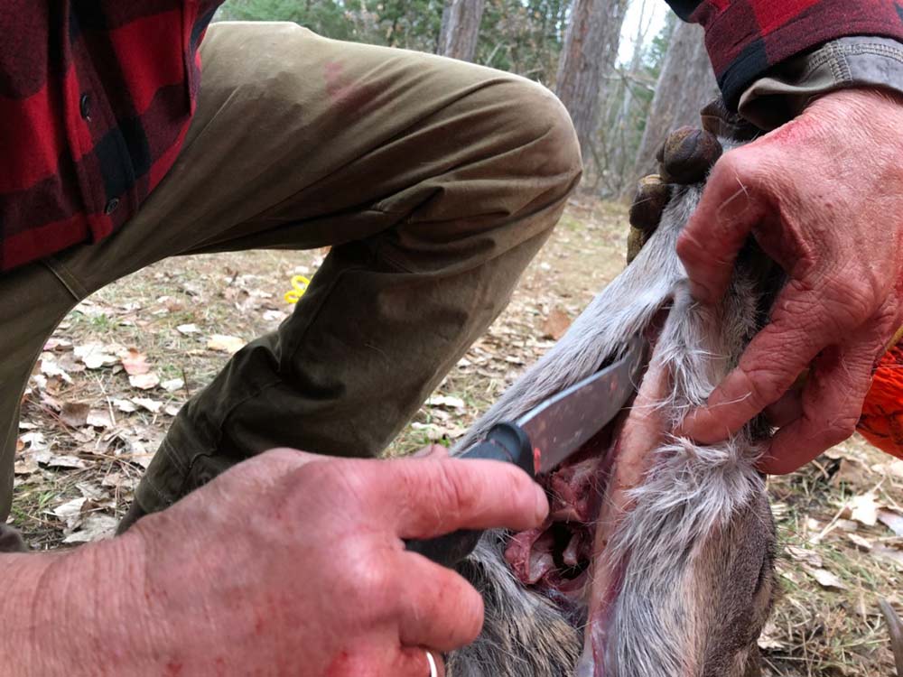 removing deer tongue