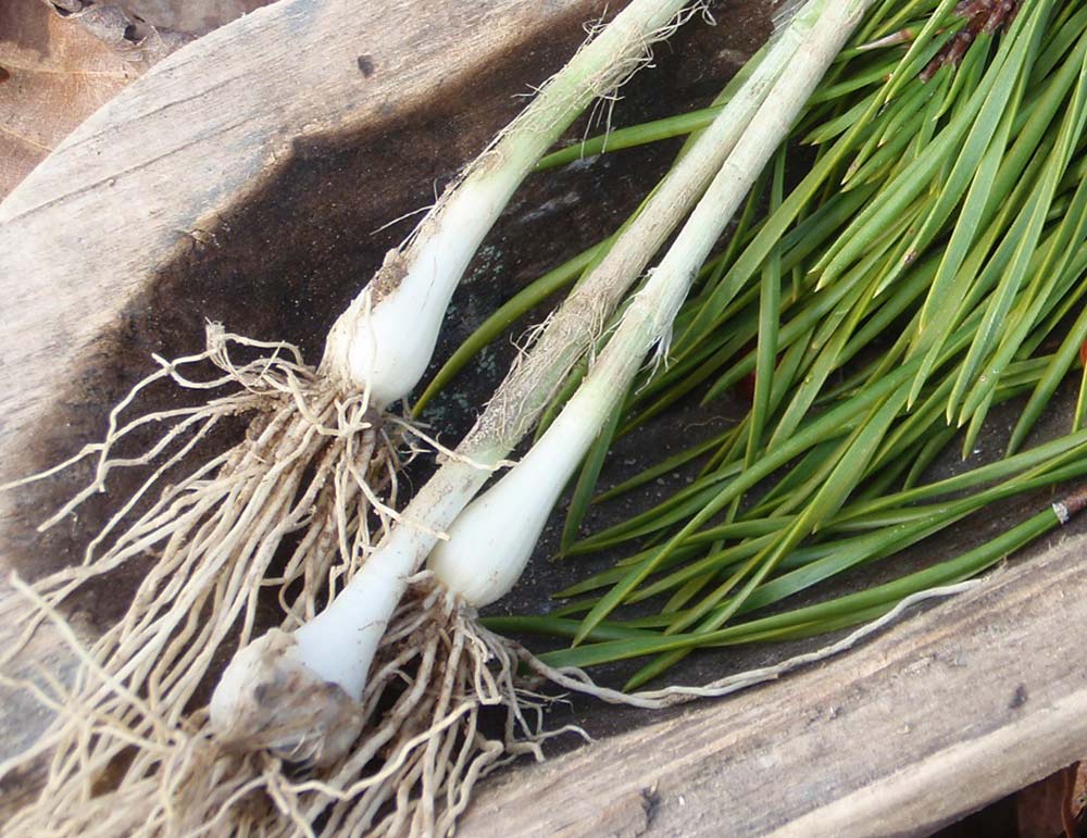 wild onions and pine needles