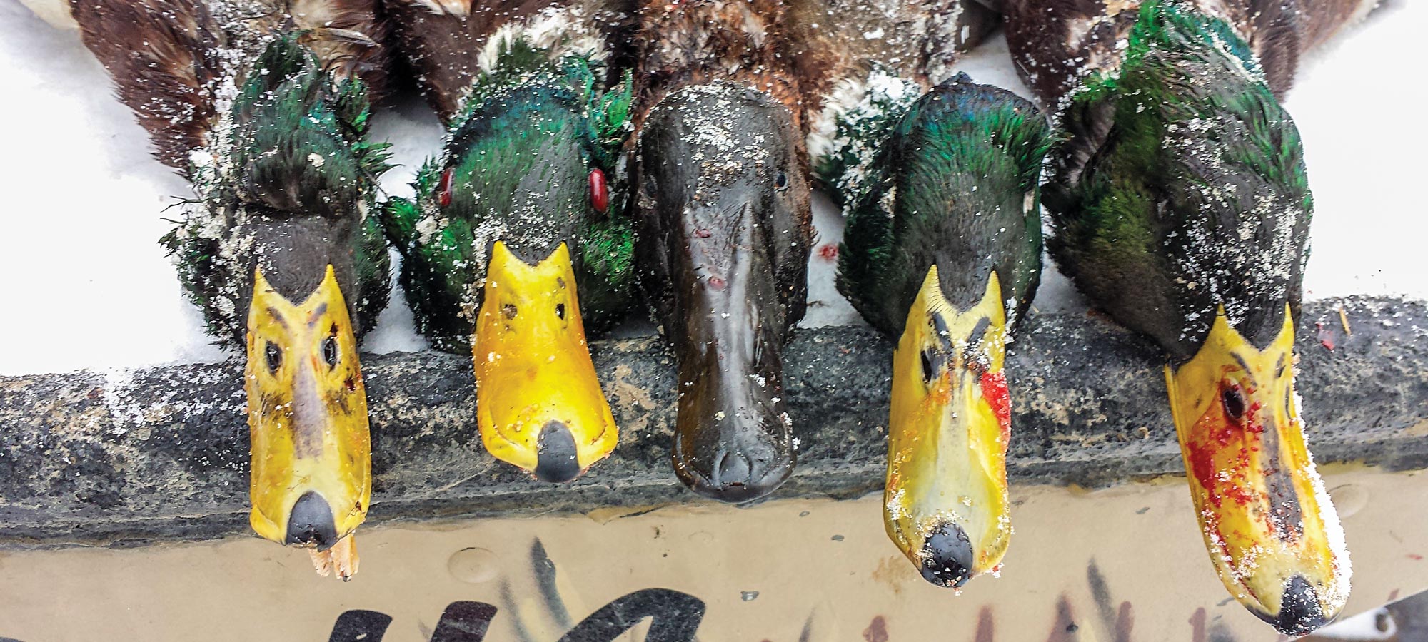 A brace of ducks