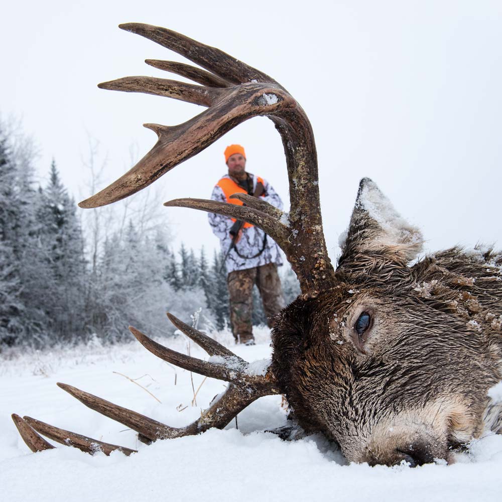 Tracking a late-season Adirondack buck