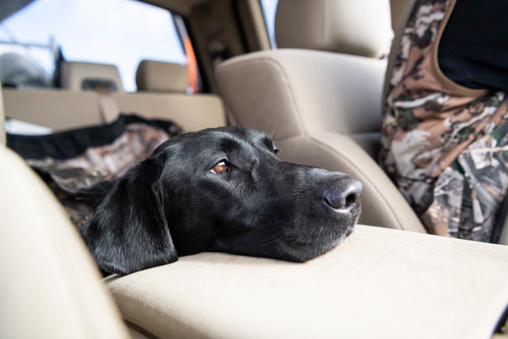 black lab resting in truck after hunting