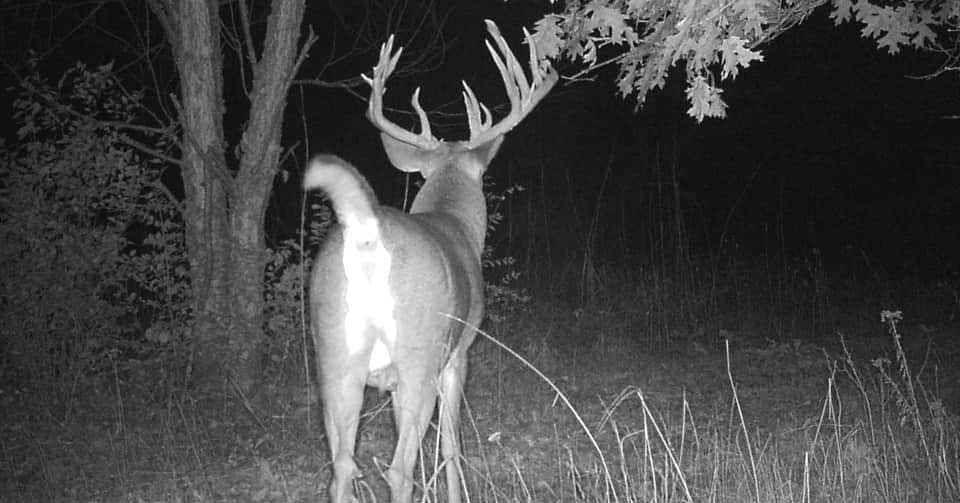 whitetail buck caught on trail cam
