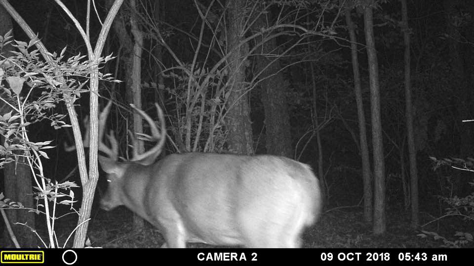 trail cam buck in the woods
