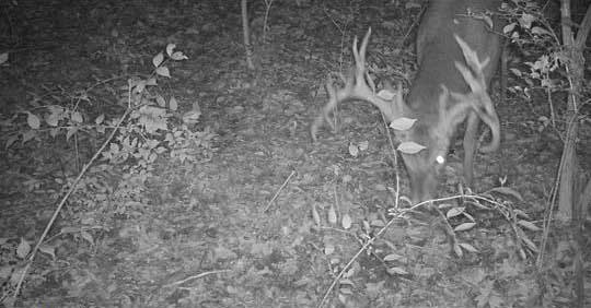 trail cam footage of giant whitetail buck