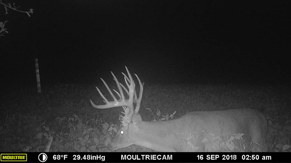 giant buck caught on trail cam at night
