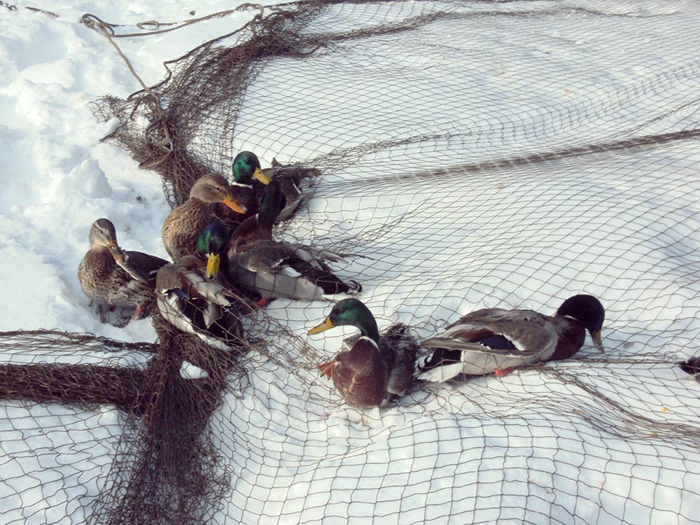 mallard ducks in a net