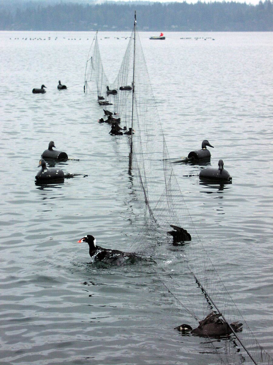 sea ducks in a net