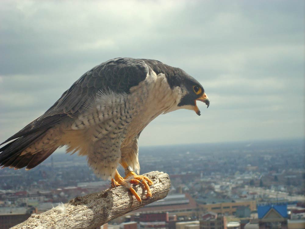 peregrine falcon with bands on its ankles