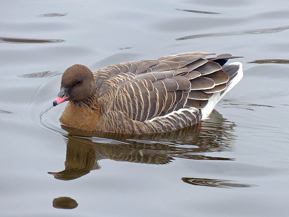 Pink-footed geese in the water