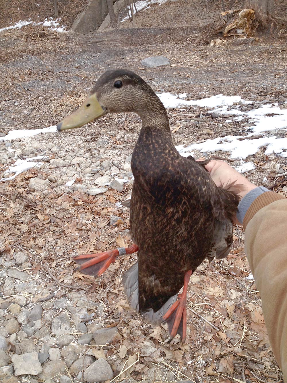 an american black duck being banded