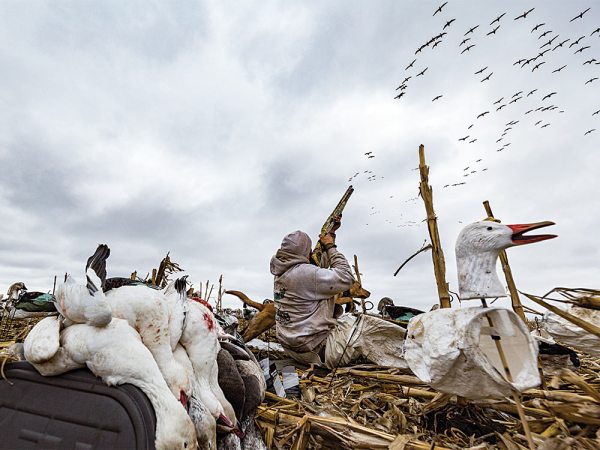 5 Tactics for a Better Snow Goose Hunt