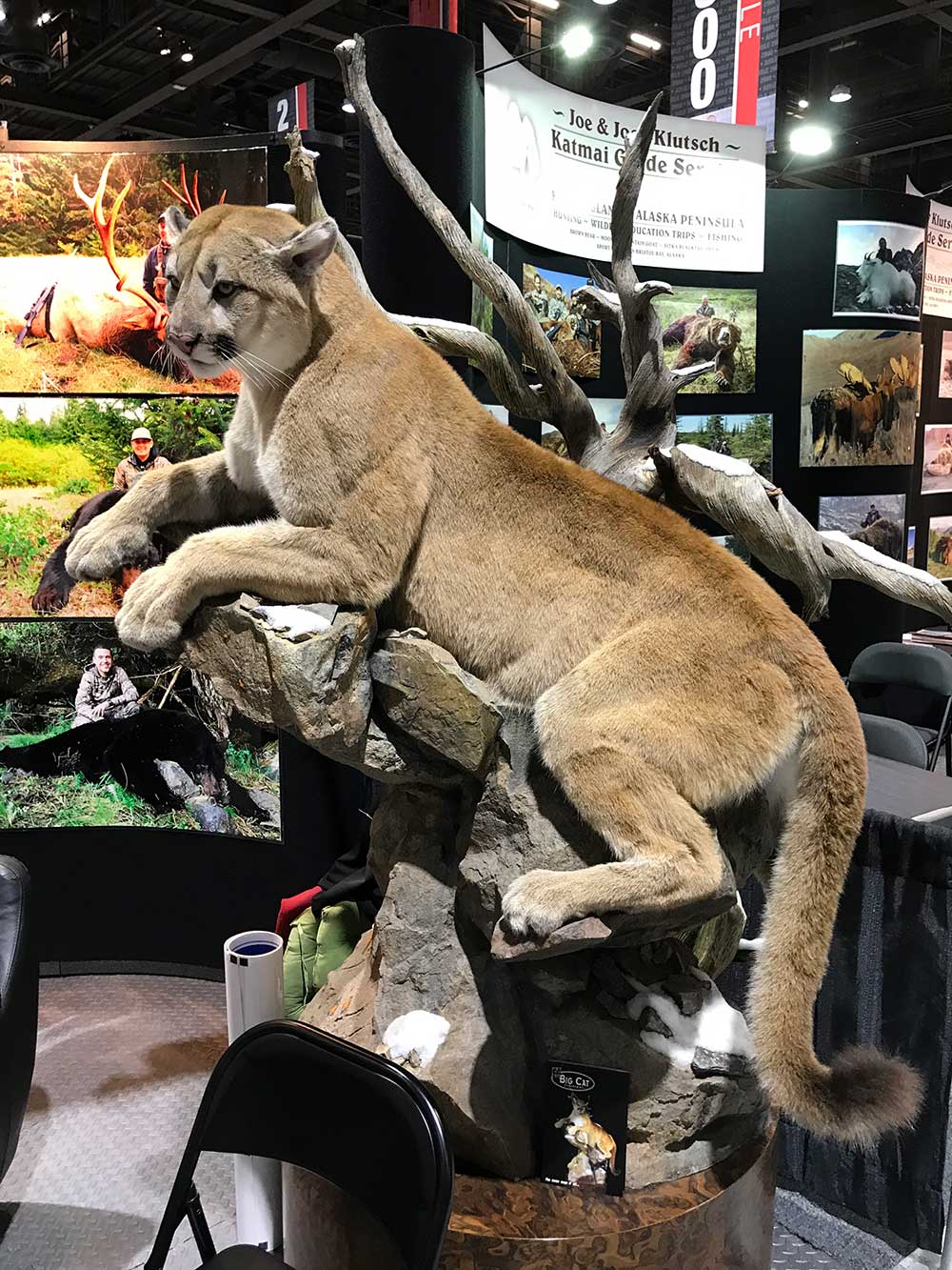 safari club international convention mountain lion taxidermy
