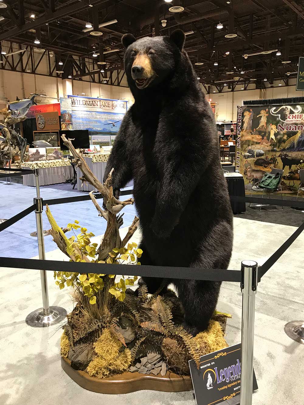 safari club international convention bear taxidermy