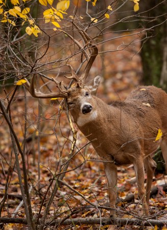 Whitetail Deer: How To Use Clues to Track the Rut