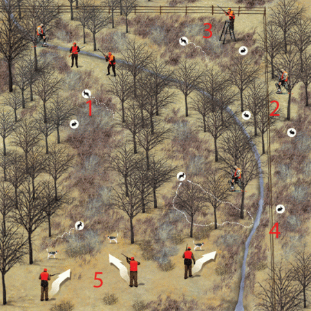 Brush-Country Rabbits: Thicket Picking