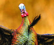Turkey Hunting Tips: Use These Calls When Toms Go Quiet